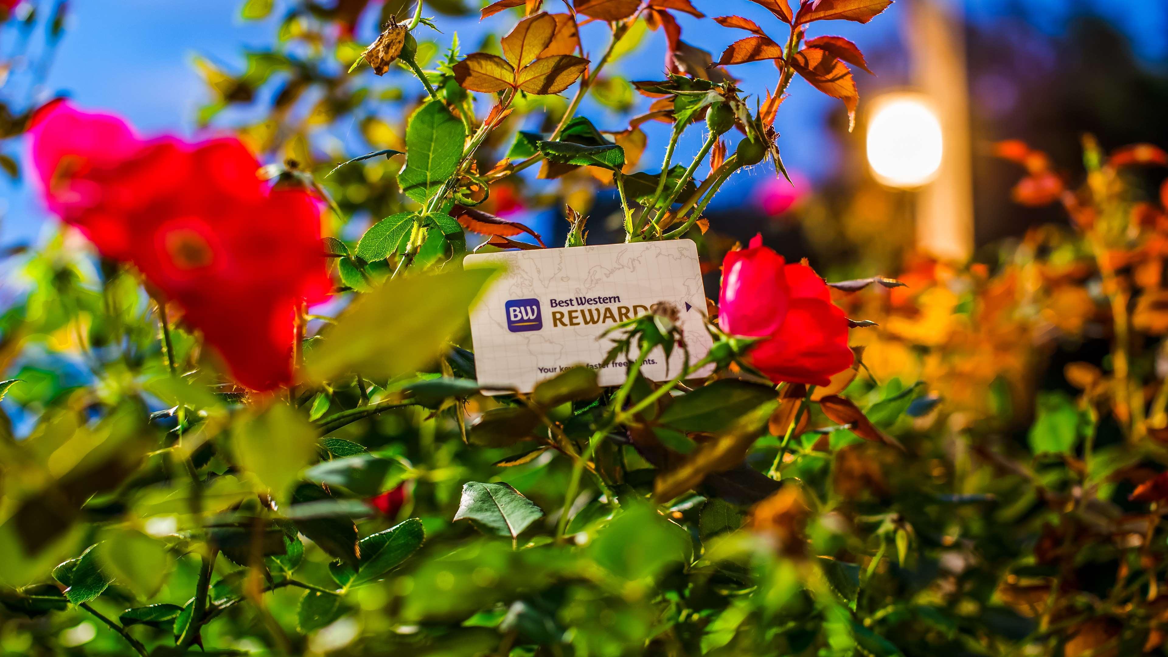 Best Western Plus River Escape Sylva / Dillsboro Eksteriør billede
